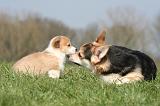 CORGI PEMBROKE 1282
